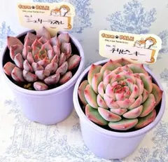 2025年最新】ファームパルクさん苗の人気アイテム - メルカリ