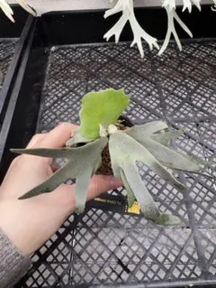 2025年最新】willinckii nanoの人気アイテム - メルカリ