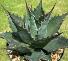 2026年最新】アガベ ブルーオーシャンの人気アイテム - メルカリ