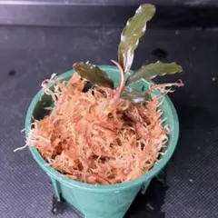 2026年最新】bucephalandra sp sintang-5の人気アイテム - メルカリ