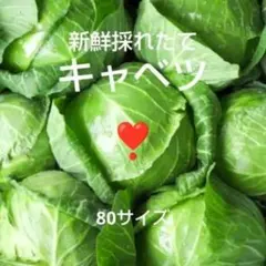 【兵庫県産】限定値下げ★たっぷり徳用★新鮮採れたて★柔らかキャベツ★80サイズのサムネイル