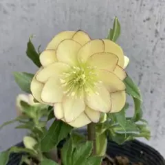 2025年最新】クリスマスローズ 苗 加藤農園の人気アイテム - メルカリ