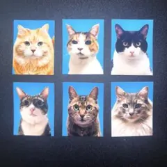 猫の証明写真 6枚セット