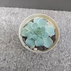 多肉植物　　グリーノビア　ローラのサムネイル