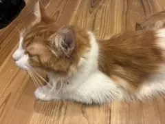 ネコの毛玉　メインクーン
