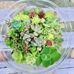 2026年最新】ミルキーウェイ多肉植物の人気アイテム - メルカリ