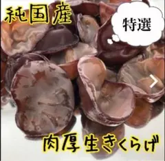 採れたて農家直送⭐️特選生きくらげ1キロ⭐️のサムネイル