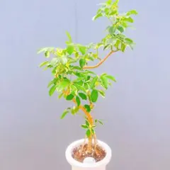 現品 フィカス ゴムの木 インドボダイジュ 13番 曲がり 観葉植物