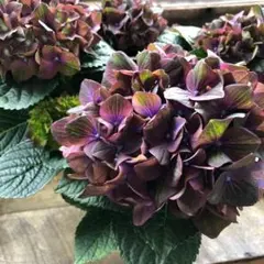 特選】 アジサイ 5寸6種6鉢 紫陽花 マジカルチョコレート ムーン
