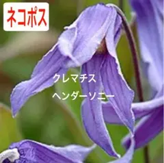 ハムコ様 リクエスト 2点 まとめ商品