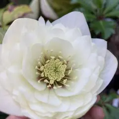 流*》様 3862☘️1年間管理株☘️⭐️SD⭐️Pink Niger⭐️ - メルカリ