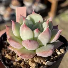 2025年最新】堀川コロラータの人気アイテム - メルカリ