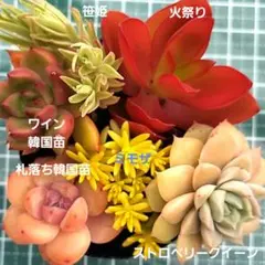 かっちゃん様 リクエスト 4点 まとめ商品