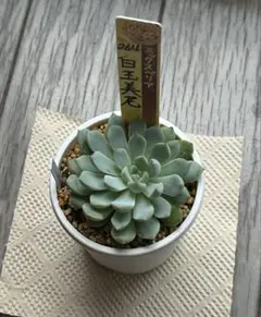 おらいさん苗3点セット　札付きポットごとメルカリ便　バラ売り不可 2025年最新】おらいさんの人気アイテム - メルカリ