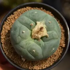 サボテン ロホホラ 山本デフューサ ボンボリ① カキコ - メルカリ