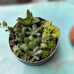 多肉植物 寄せ植え　抜き苗のサムネイル