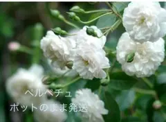 アトリエ・えつこ様 リクエスト 2点 まとめ商品