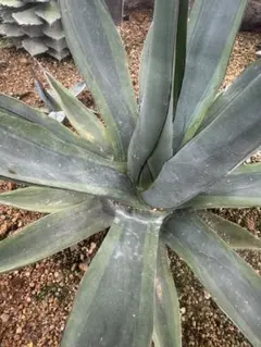 Agave potatorum 'Glow Light' 46 - メルカリ