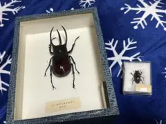 コーカサスオオカブト標本　マレーシア コーカサスオオカブト（マレー半島）の標本の写真素材 - フリー素材