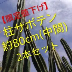 【限定値下げ】柱サボテン2本セット（中間）約80センチのサムネイル