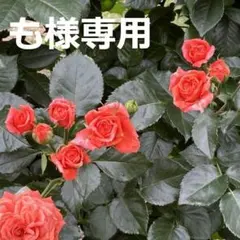 【も様専用】SV925丸カン径7mm線径1mm 5個セット