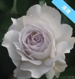 バラ苗 挿し木苗 速達