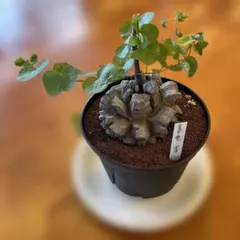 羅本製所 robinceramicstudio FLOWER コピアポア 羅本製所 robinceramicstudio FLOWER コピアポア - メルカリ