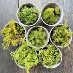 でらはんちょう様 リクエスト 2点 まとめ商品