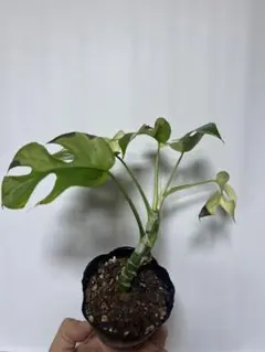 2026年最新】ヒメモンステラ 斑入りの人気アイテム - メルカリ