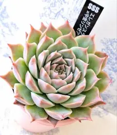 2025年最新】中里リンゼアナの人気アイテム - メルカリ