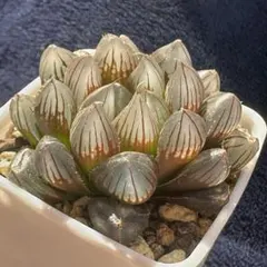 多肉植物　ハオルチア　ブラックオブツーサ　抜き苗