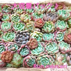 多肉植物〈カット苗〉七福美尼大容量パック♪寄植えに♪