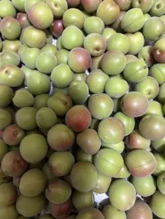 【追熟、完熟梅】農家から直送！甲州小梅 3kg 梅干し 梅酒用 青梅 手もぎのサムネイル