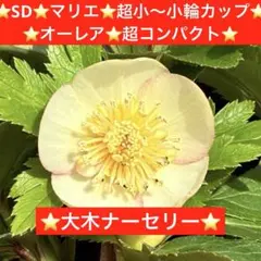 3719⭐️SD⭐️ポーセリン交配⭐️小輪⭐️コンパクト⭐️大木ナーセリー⭐️ も*読様 3719⭐️SD⭐️ポーセリン交配⭐️小輪⭐️コンパクト⭐️大木