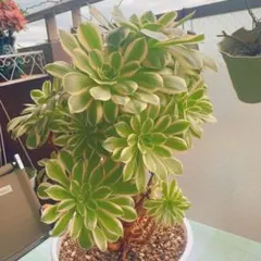 多肉植物アエオニウム錦❤️ 皺葉仙墨 ❤️状態図❤️ 2026年最新】皺葉仙墨 アエオニウムの人気アイテム - メルカリ