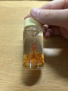 2026年最新】液浸標本の人気アイテム - メルカリ