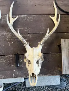 鹿の頭骨 置物 自然乾燥済み 極上品