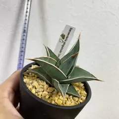 2025年最新】サンスベリア ピングイキュラの人気アイテム - メルカリ