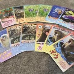 す*ー様 【激レア】鳥羽水族館 とばすいコレカ2 とばすい赤ちゃん大