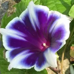 ponyo様 リクエスト 2点 まとめ商品