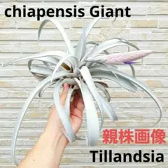 珍品 T. brachyphylla × T.sprengeliana - メルカリ