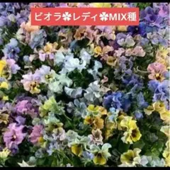 こまものやぱちぱち★多忙につき縮小運営中様 リクエスト 2点 まとめ商品