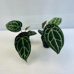 ハ*ー様 Anthurium ET Diamond Crystal 【EQUAT - メルカリ