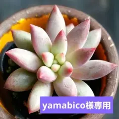 yamabico ☆様 リクエスト 2点 まとめ商品