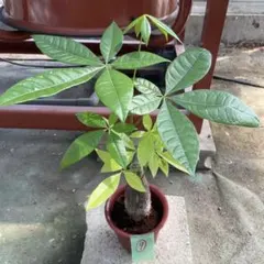 現品］【希少】30番 パキラ 斑入り 実生 5号 観葉植物 室内 レア