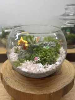 神秘な苔世界☆不思議な森の苔テラリウム 【完成品】川の流れる風景