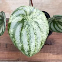 セール‼️吊り鉢ごと‼️】モンステラ シルテペカナ エルサルバドル