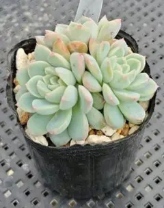 ニコちゃん様 リクエスト 3点 まとめ商品