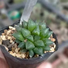 多肉植物 旧氷砂糖錦 抜き苗 - メルカリ