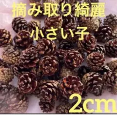 2cm前後小さい子20個北海道産摘み取り松ぼっくりマツカサ 材料 ハンドメイド
